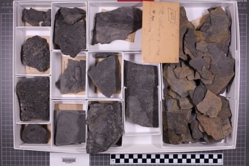 mixed taxa, stratigraphic collection