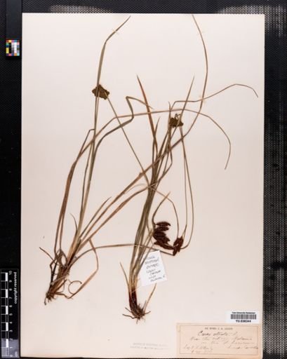 Carex