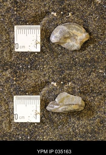 Discoscaphites rossi