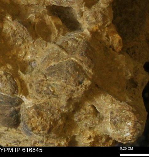 Teredo sp.