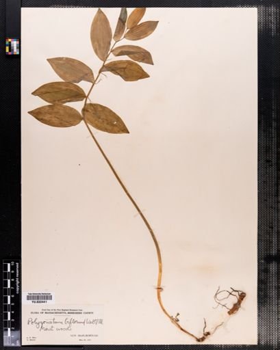 Polygonatum biflorum