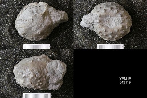 Megistocrinus nodosus?
