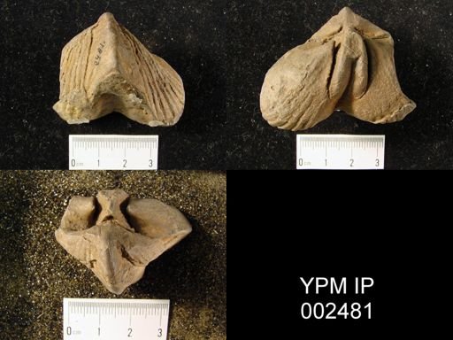 Paraspirifer sandbergeri