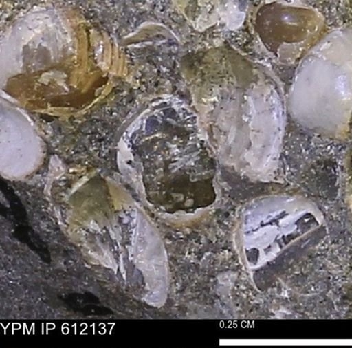 undet. Bivalvia