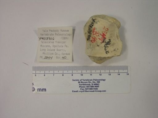 Teleoceras fossiger