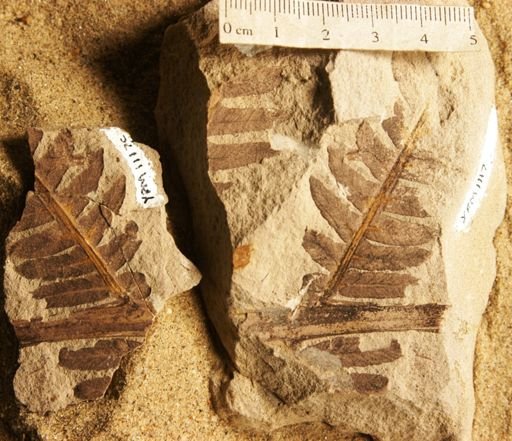 Cladophlebis australis