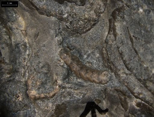 Aplocoma damesii