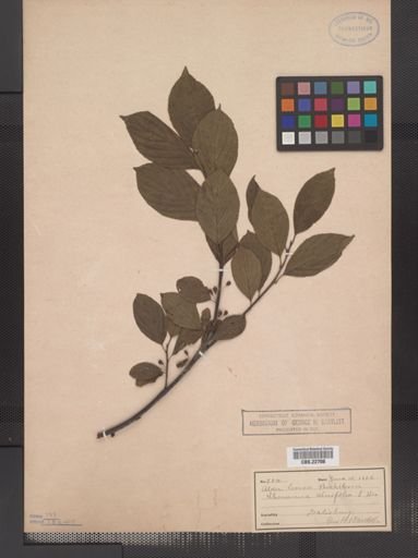 Rhamnus alnifolia