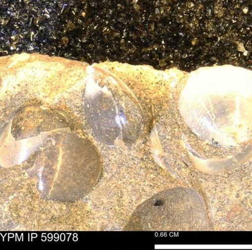 undet. Bryozoa