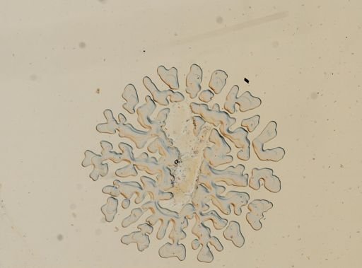 Erichsonella