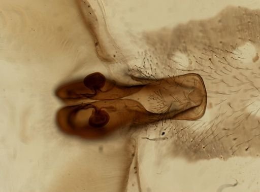 Araneae