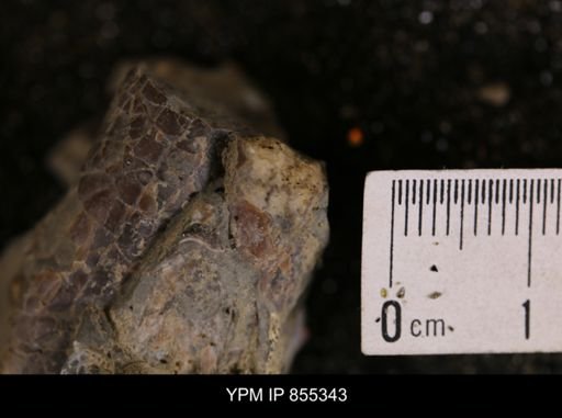 Baculites sp.