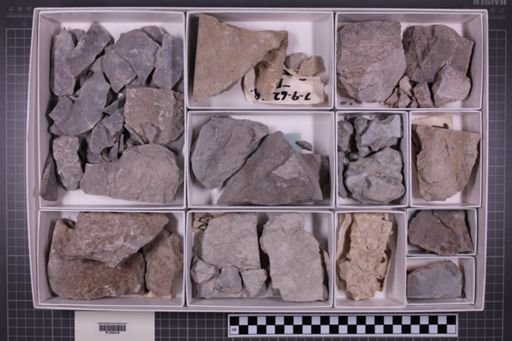 mixed taxa, stratigraphic collection