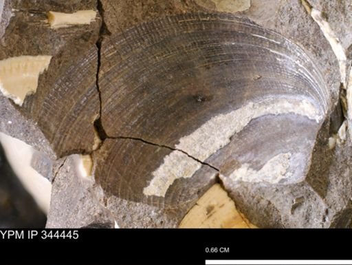Limopsis striatopunctatus