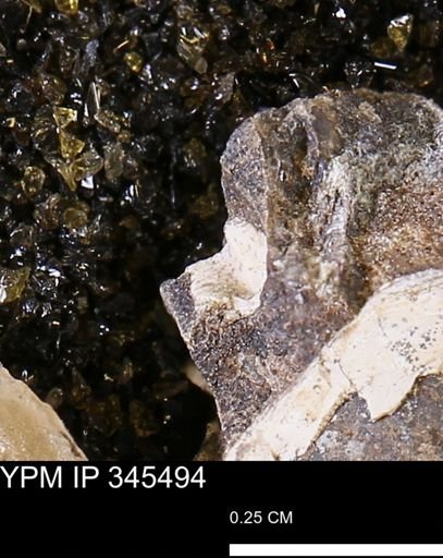 Limopsis striatopunctatus