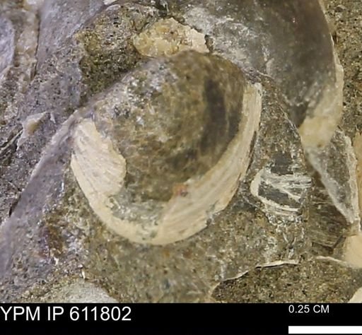Protocardia sp.