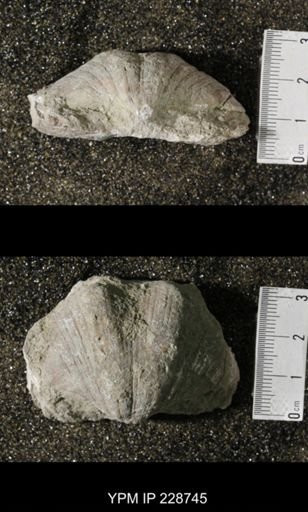 Neospirifer triplicatus gibbosus
