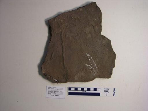 Grallator sp.