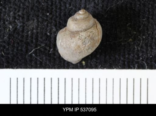Viviparus montanaensis