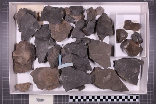mixed taxa, stratigraphic collection