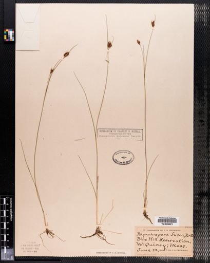 Rhynchospora fusca