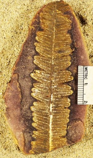 Pecopteris
