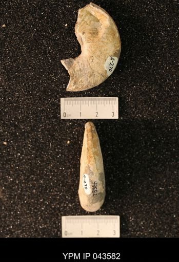 Hoploscaphites nicolletii