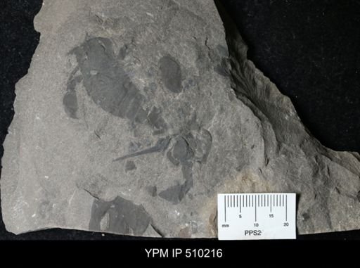 Eurypterus sp.