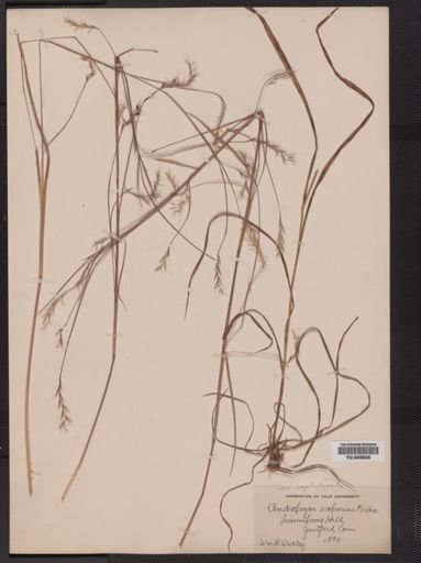 Andropogon scoparius