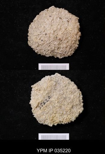 Astraeospongium meniscus