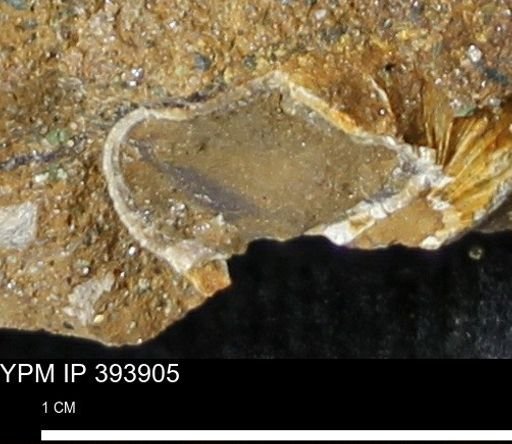 undet. Mollusca