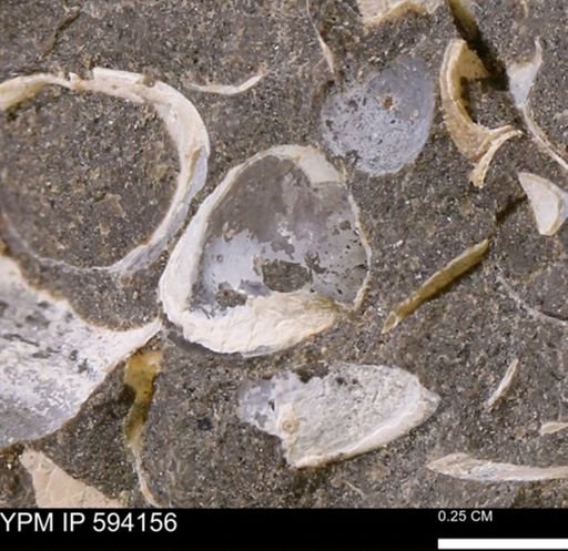 Limopsis? striatopunctatus