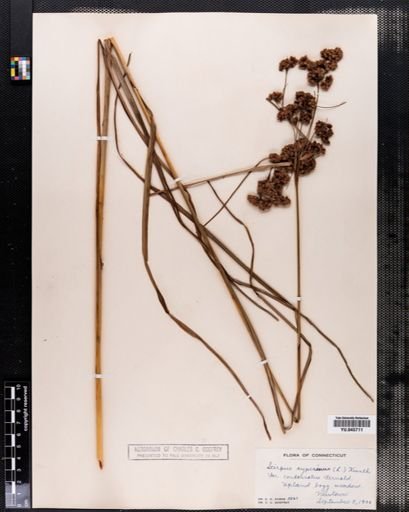 Scirpus cyperinus