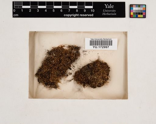 Plantae