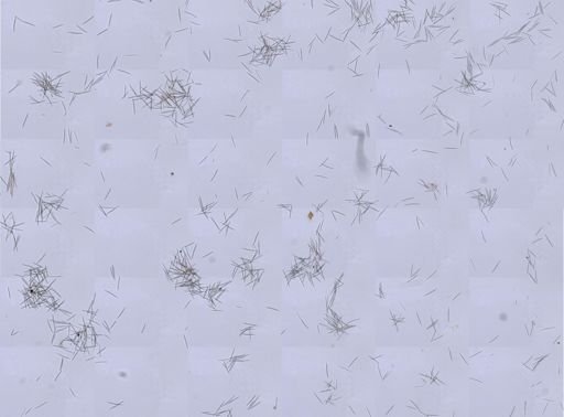 Haliclona oculata