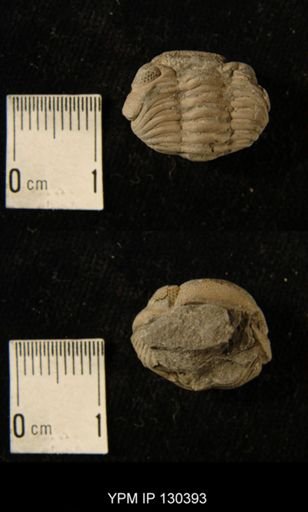 Phacops rana