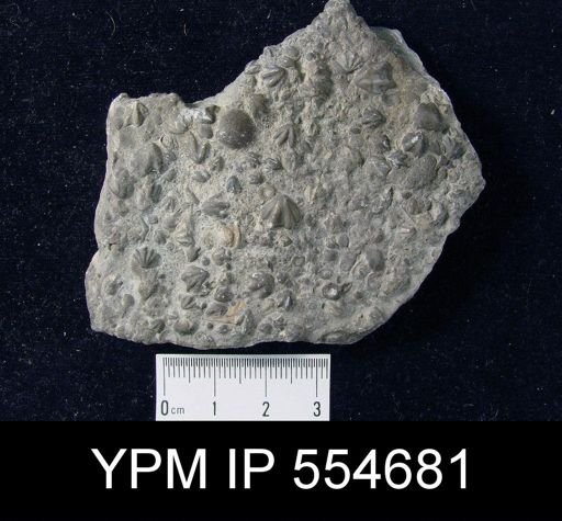 Hyattidina congesta junea