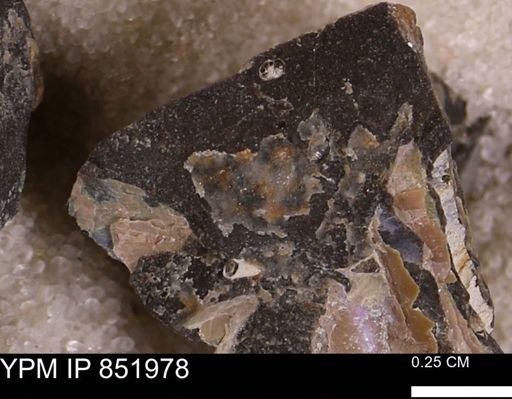 undet. Bivalvia