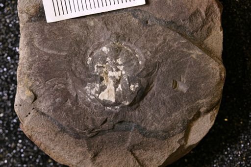 Euproops danae