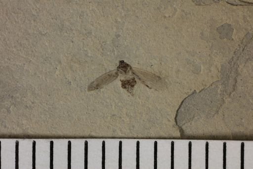taxon undetermined