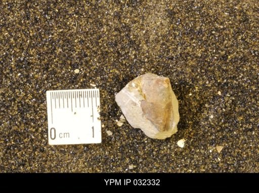 Hoploscaphites nicolletii
