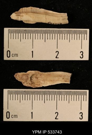 Balanus crenatus