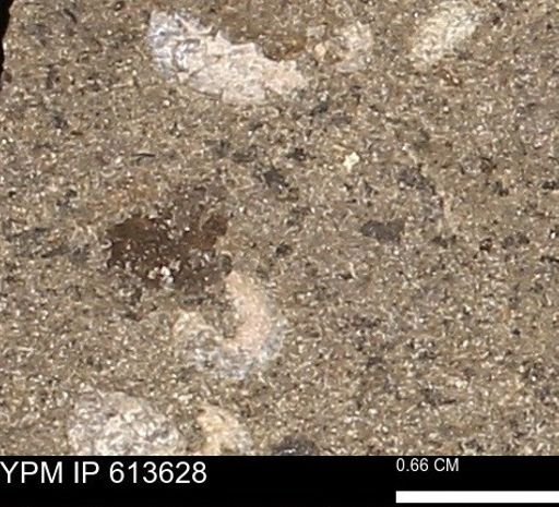 Scaphites sp.