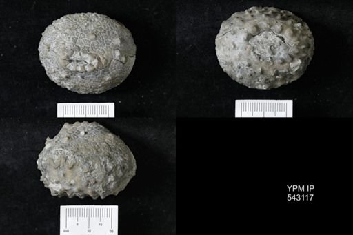 Megistocrinus multidecoratus?