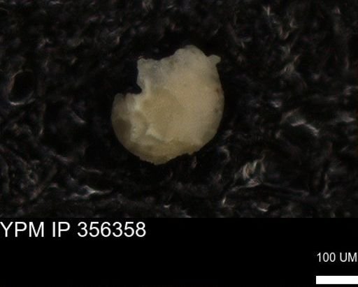 undet. Foraminiferida
