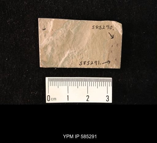 undet. Diptera