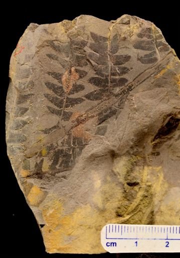 Cladophlebis sp.