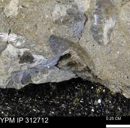 Phelopteria linguaeformis