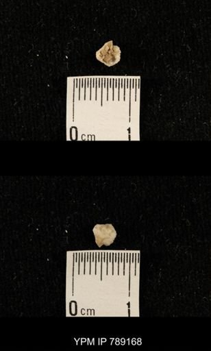 undet. Brachiopoda