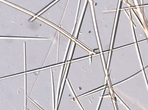 Stelletta clarella